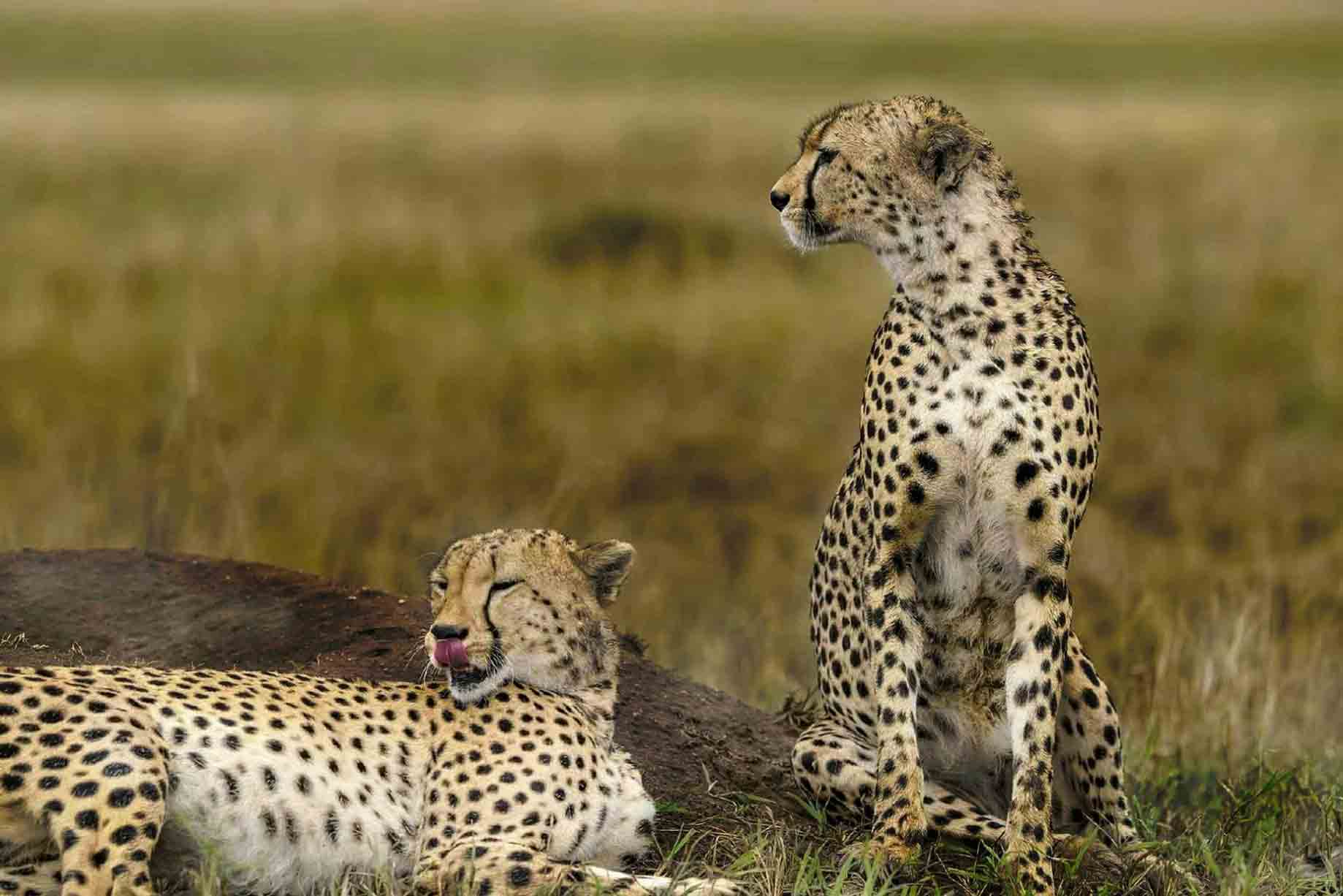 cheetah
