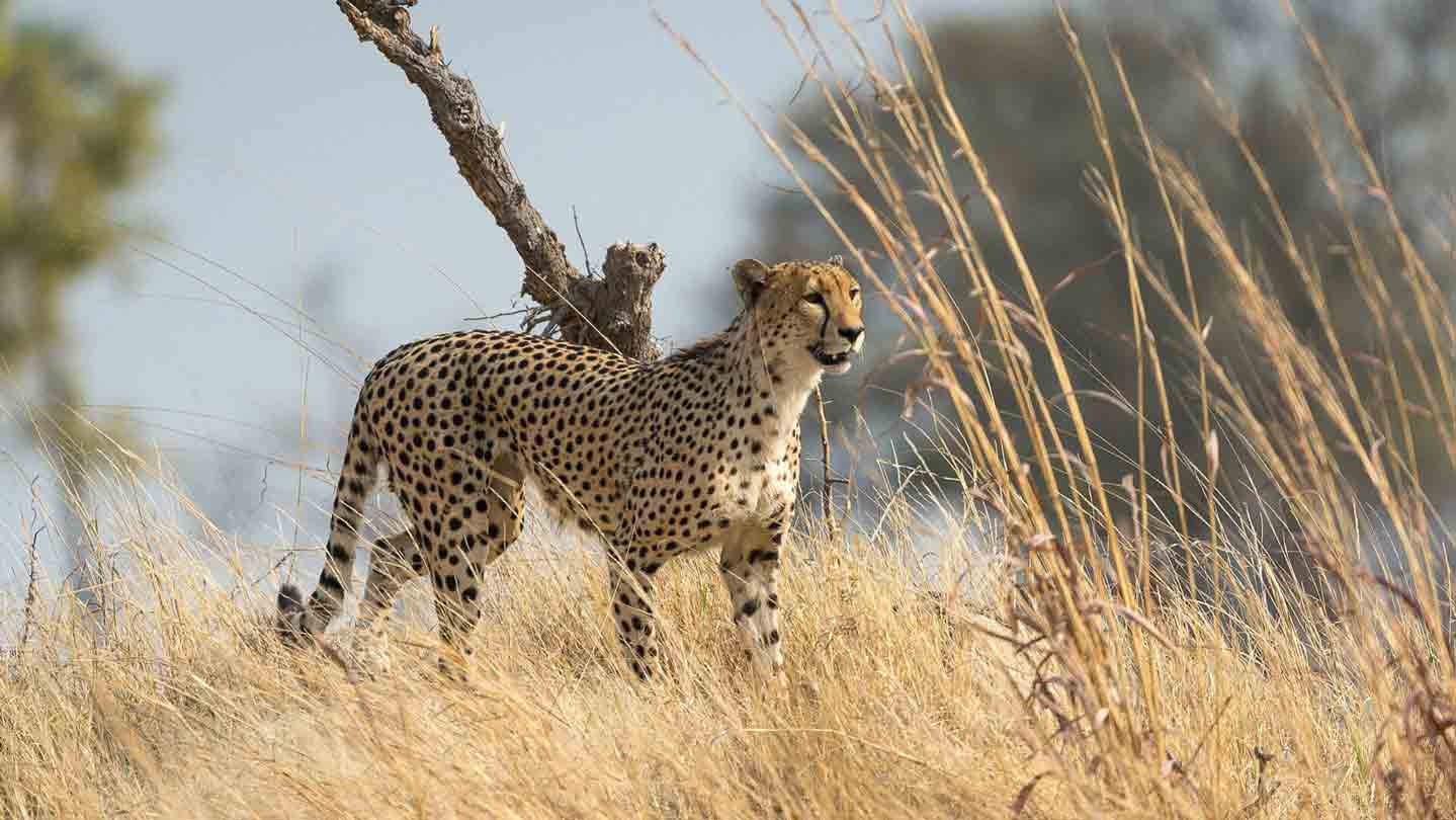 Where to see cheetahs